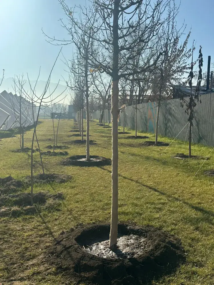 Озеленение развязки Сейфуллина Жансугурова в Алматы акции Таза Қазақстан Астане