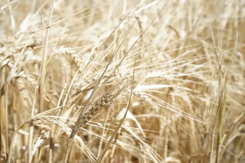 В области Жетісу сахарные заводы переработали уже 54 тыс. тонн сладкого корнеплода (5)