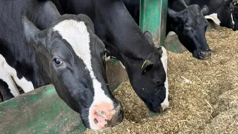 Субсидии на племенной скот: рост на 75%! Как? Астане