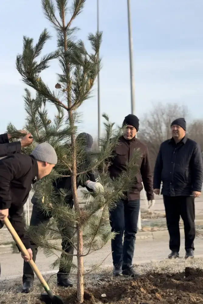 Высадка 150 сосен в Актобе: вклад предпринимателей в экологию города Астане