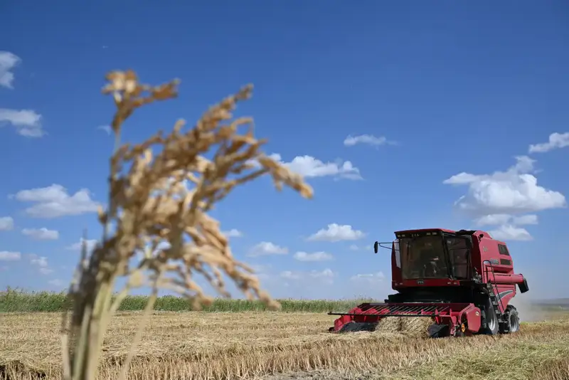 В области Жетісу сахарные заводы переработали уже 54 тыс. тонн сладкого корнеплода (10)