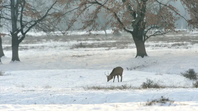 Циклон на подходе: снег и морозы в Казахстане! Астане