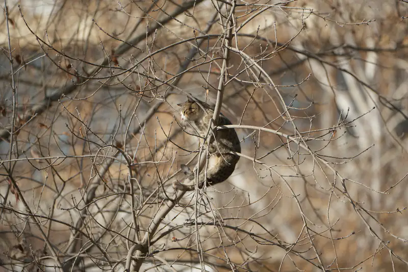 Котёнок застрял на дереве. Кирпичный, Астана