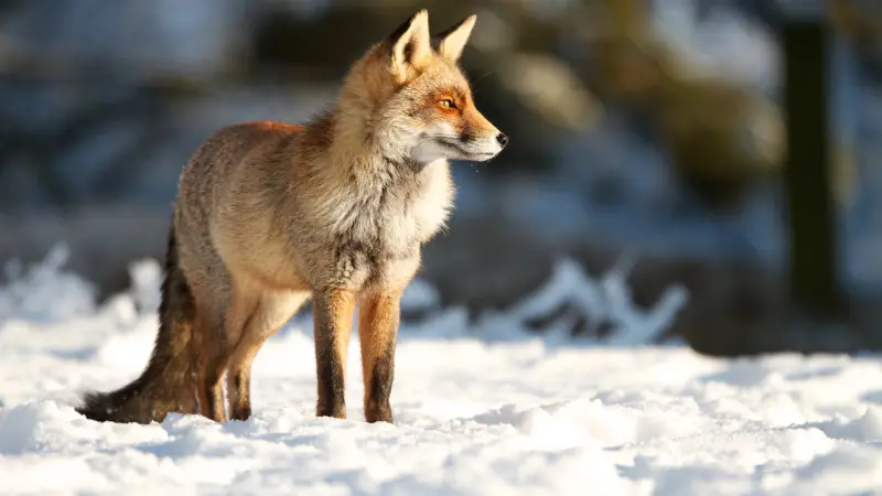 Тепло возвращается в Астану: синоптики прогнозируют комфортные температуры на 14-16 ноября Астане