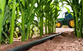 Панфиловский район Жетісу: 55% кукурузы области собрано с новых площадей