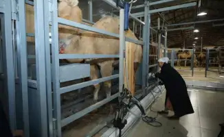 В Мангистауской области открыли новый цех по переработке верблюжьего молока с автоматизированными технологиями