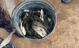 Участие общества в зарыблении реки Есиль: более 237 тысяч сеголеток белого амура выпущено в водоем