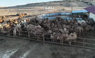 Нурдаулет Килыбай посетил автоматизированный цех по доению верблюдов в Мангистауской области