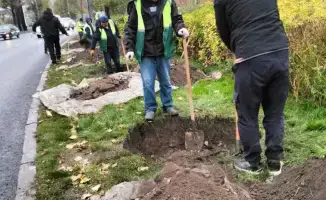 Турксибский район Алматы активно увеличивает зеленые насаждения: высажено более 770 тыс. деревьев и запланированы новые посадки