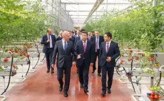 Первый урожай томатов в Шымкенте: новый этап в развитии местного сельского хозяйства и поддержка продовольственной безопасности региона