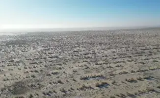 Посадка саксаула на дне Аральского моря до 2025 года