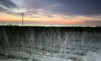 Новый питомник в Туркестане: вклад в озеленение и экологию города