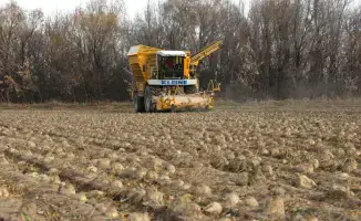 Сахарный урожай Жетісу: 54 тысячи тонн сладости превращаются в 6,5 тысяч тонн радости