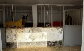 Размещение лошадей в зимних конюшнях Алматы