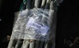 В Алматы застройщик школы увеличил количество высаживаемых деревьев с 50 до более чем 500