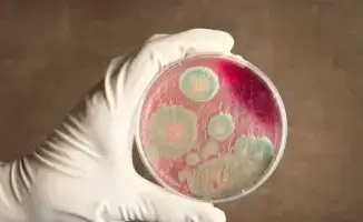 Ситуация с сибирской язвой в Байсерке: местные власти подтверждают отсутствие угрозы для жителей