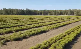 Зелёные легкие Карагандинской области: 2 миллиона новых сеянцев на пути к экологии