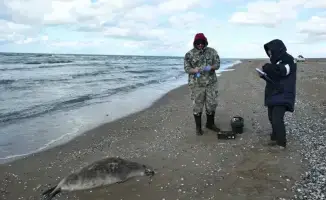 Тюлени выброшенные на берег Каспийского моря 112 туш