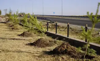 ТУРКЕСТАН: В КАЗЫГУРТЕ РАСТЕТ ЗЕЛЕНАЯ СКАЗКА – 70 ДЕРЕВЬЕВ ЗАЦВЕЛИ НА СУББОТНИКЕ