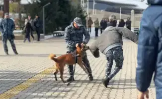 Собака на службе: как она спасает студентов от бед