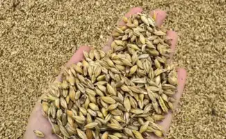 Глубокая переработка зерновых культур: новый этап агропромышленного развития Казахстана и его влияние на экономику