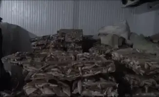 Судак в ловушке: более 75 тонн филе попали в сети незаконного экспорта из Кызылординской области