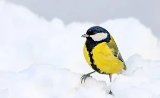 Астана замерзает, Алматы наслаждается теплом: погода на 12-14 ноября