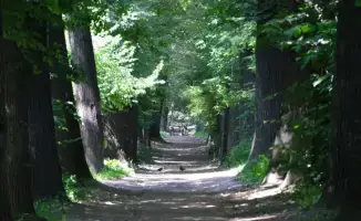 Сохранение Рощи Баума в Алматы: новые деревья и улучшение экосистемы