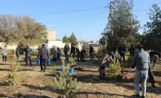 Global Efforts in Tree Planting: Arys City Demonstrates Community Unity and Environmental Responsibility