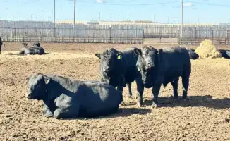 Изменения в правилах субсидирования племенного животноводства увеличение субсидий на закуп скота