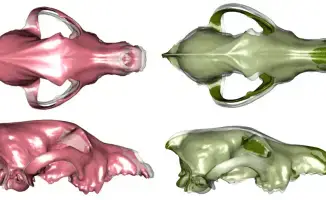 Исследование о древнем разнообразии собак подчеркивает важность международного сотрудничества в науке