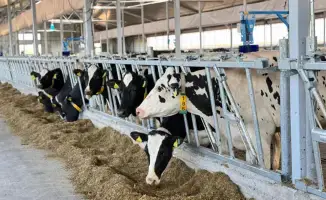 Заготовка кормов в Казахстане почти 40 млн тонн для животноводства