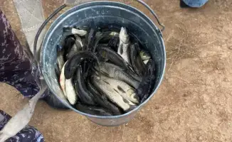 В Есиль выпустили 237 тысяч белых амуров