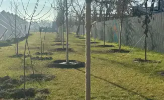 Озеленение развязки Сейфуллина Жансугурова в Алматы акции Таза Қазақстан