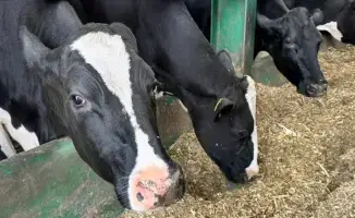 Субсидии на племенной скот: рост на 75%! Как?