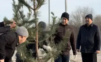 Высадка 150 сосен в Актобе: вклад предпринимателей в экологию города