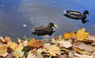 Шокирующий инцидент в парке Астаны: неизвестный потрошил уток на глазах у ребенка