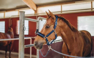 Странная история с ипподромом в Астане: как лошадей и авто продали за 200 тысяч тенге и что было потом. В 2016 году в Астане был продан конный клуб кокпара 'Астана', и с тех пор вопросы по этой сделке продолжают возникать. Событие, начавшееся 10 лет назад