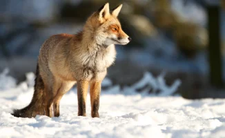 Тепло возвращается в Астану: синоптики прогнозируют комфортные температуры на 14-16 ноября