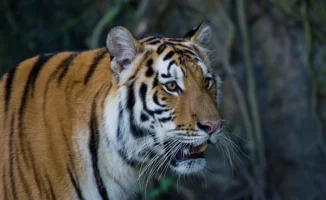 Казахстан и Россия подписали совместный план действий по ввозу и адаптации амурских тигров в Алматинскую область, что является важным шагом в восстановлении популяции этих хищников в регионе.