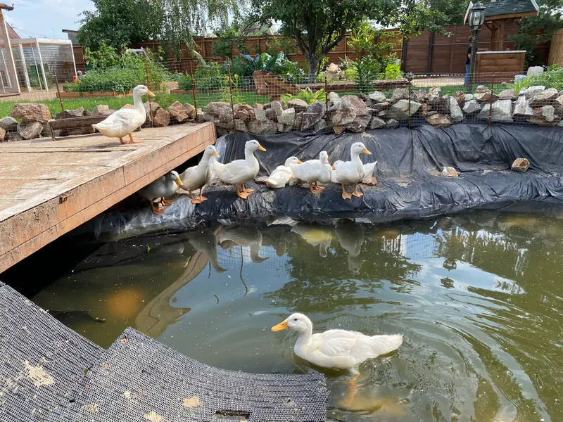 Утки на даче Ирины Фишбух