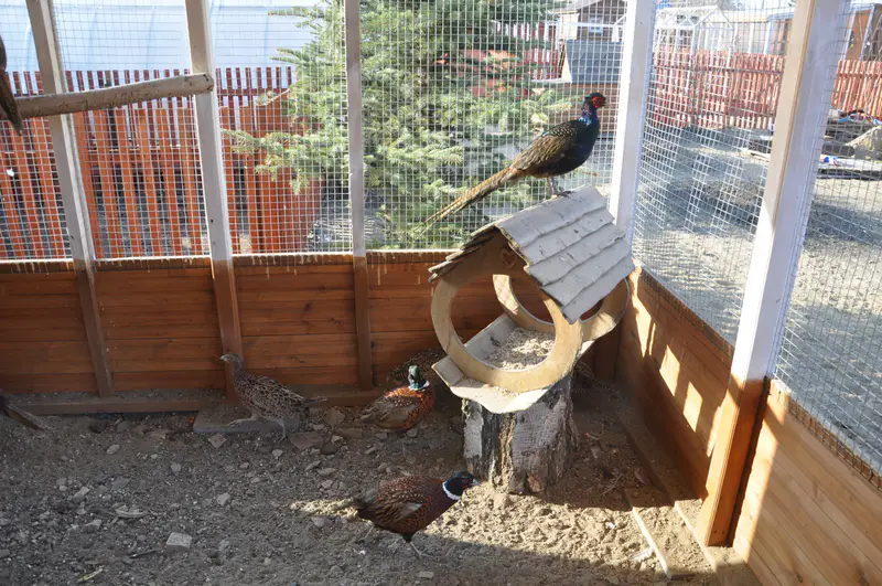 Фазаны в птичнике на участке Ирины Фишбух в деревне