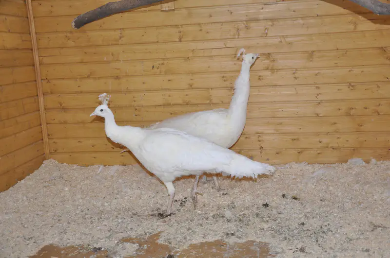 Белые павлины в птичнике Ирины Фишбух 