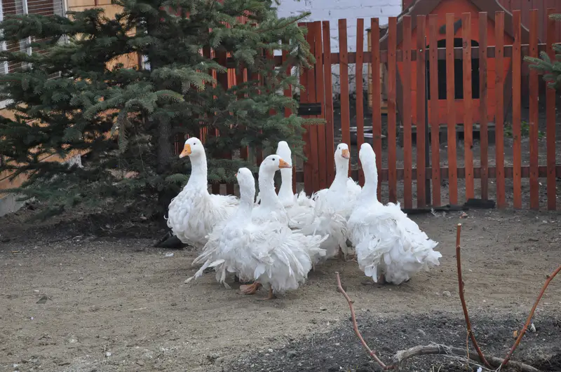 Ленточные гуси в птичнике Ирины Фишбух