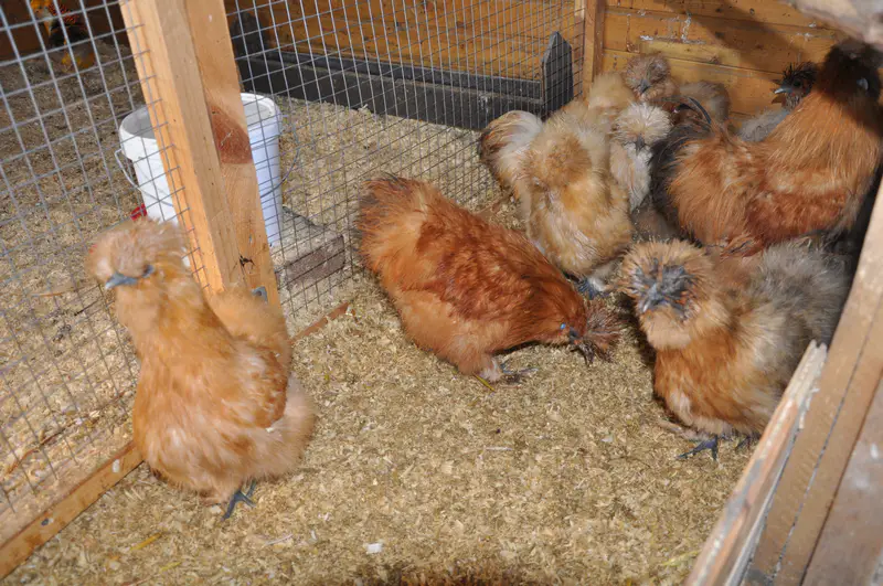 Шёлковые куры. Фото: ©️ 