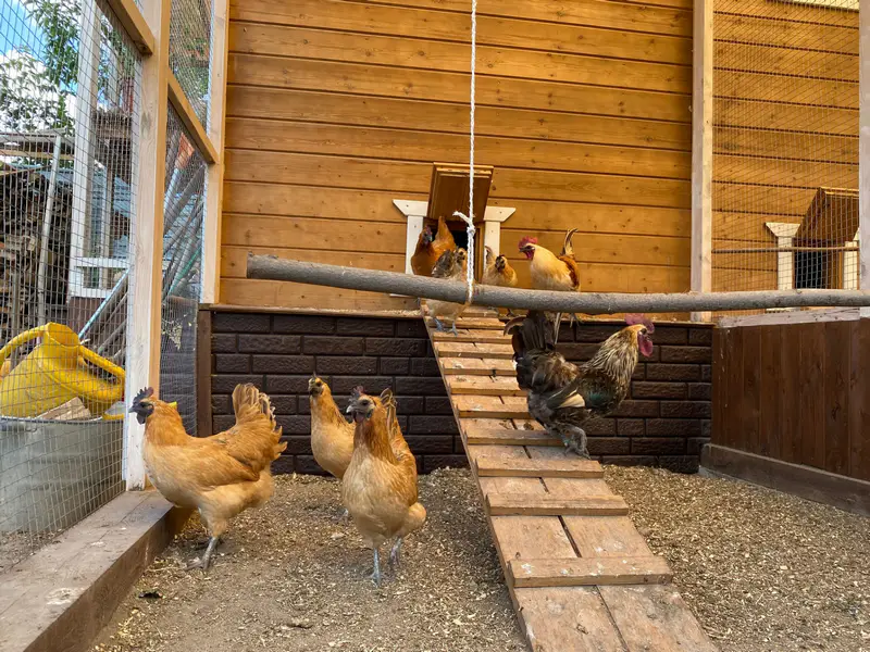 Куры лакеданзи. Фото: ©️ 