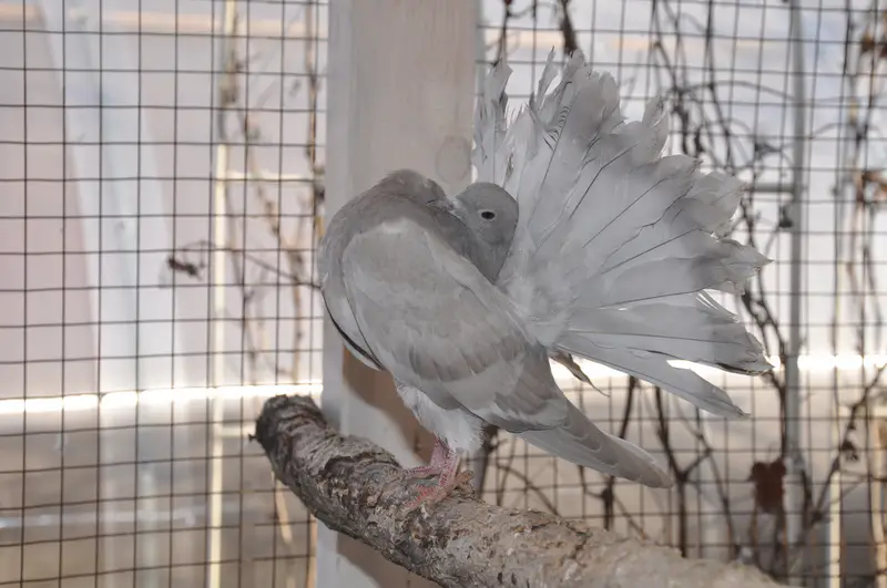 Голубь на птичьем дворе Ирины. Фото: ©️ 