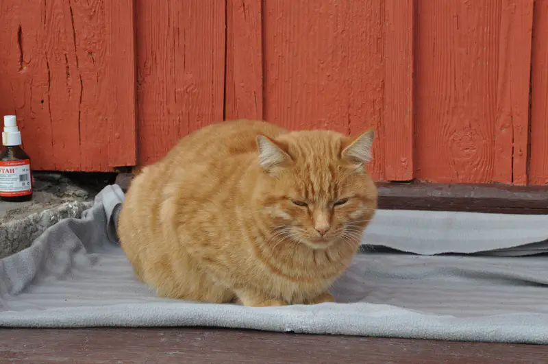 Рыжий кот