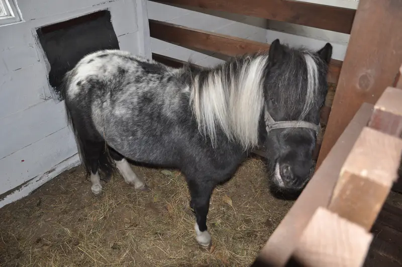Пони Ирины в стойле