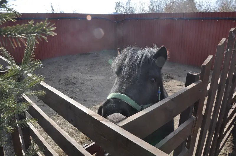 Пони Ирины на улице